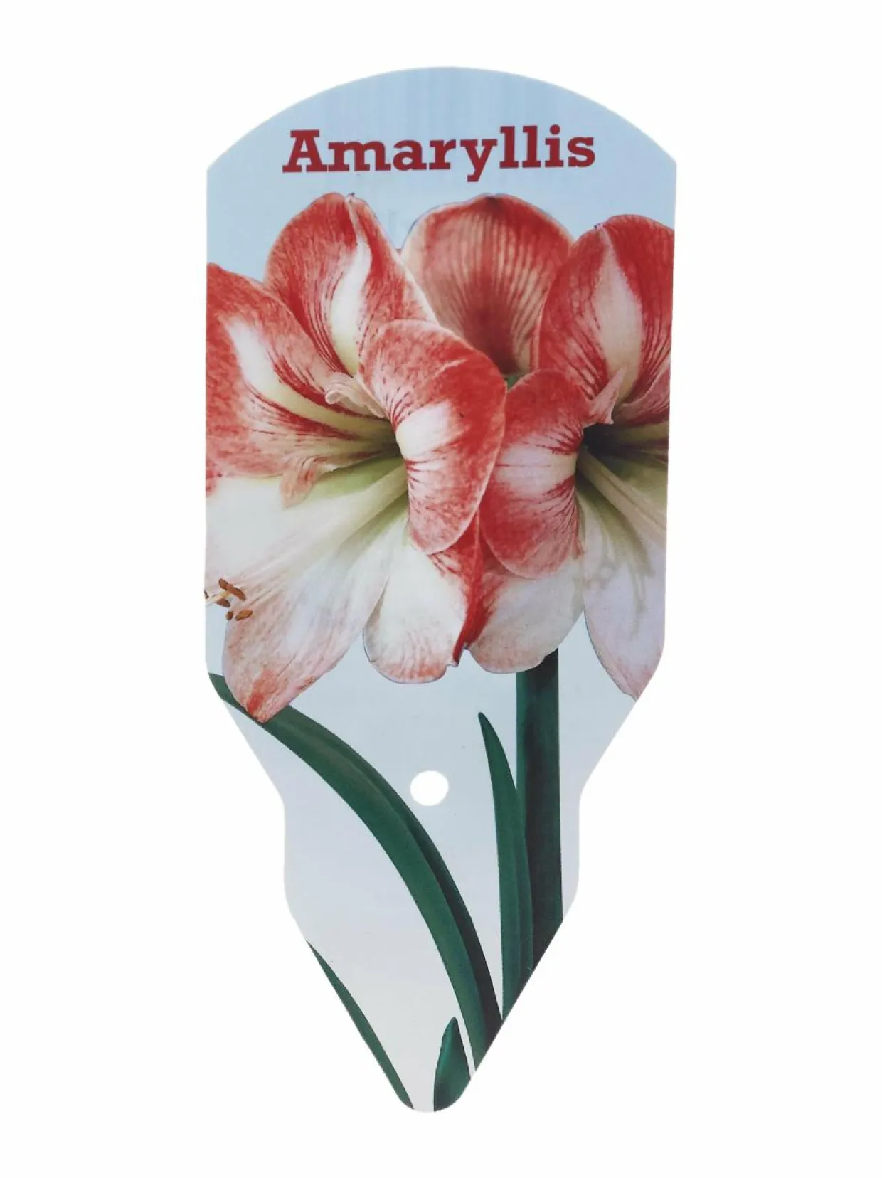 Amaryllis 40/+ -kukkasipuli