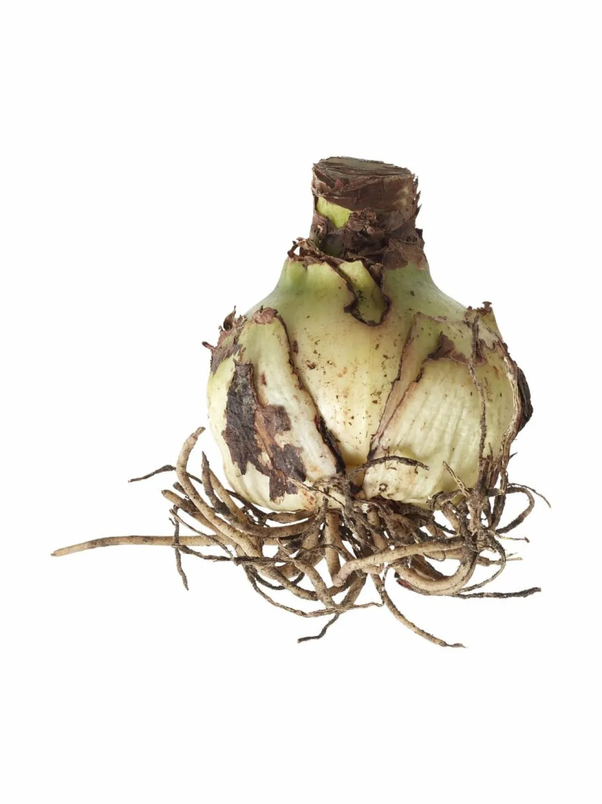 Amaryllis 40/+ -kukkasipuli