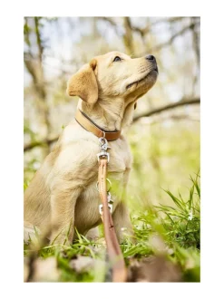 Amici kaulapanta + hihna setti - Konjakki