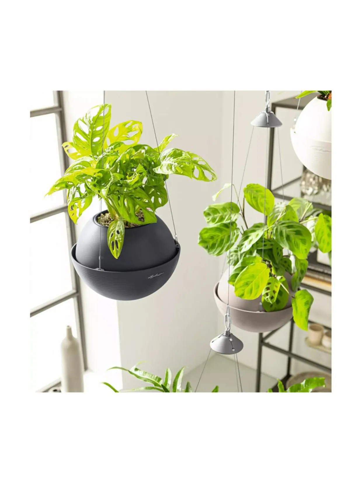 Amppeli Bola Color altakasteluruukku Lechuza