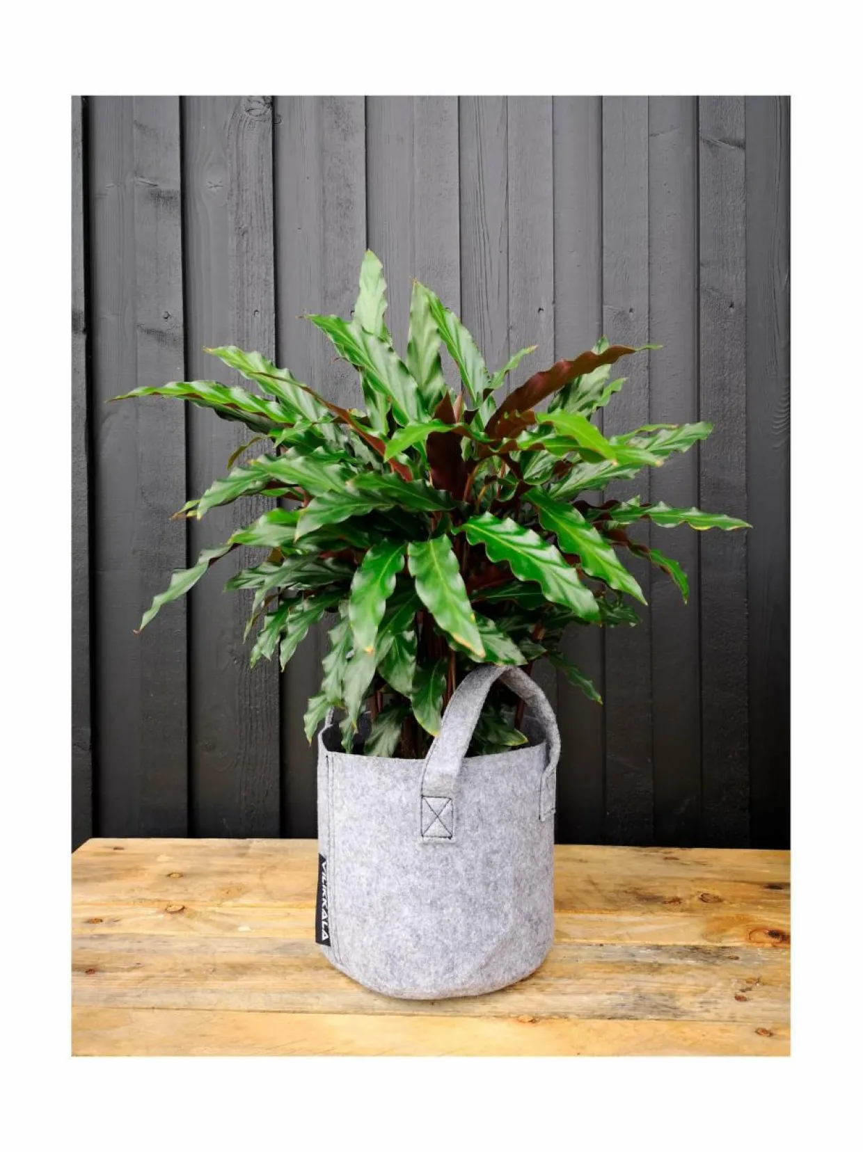 Basic-säkki 3 l, 3 kpl