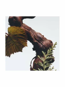 Cypress & Grapevine Cologne Intense -tuoksu 100 ml