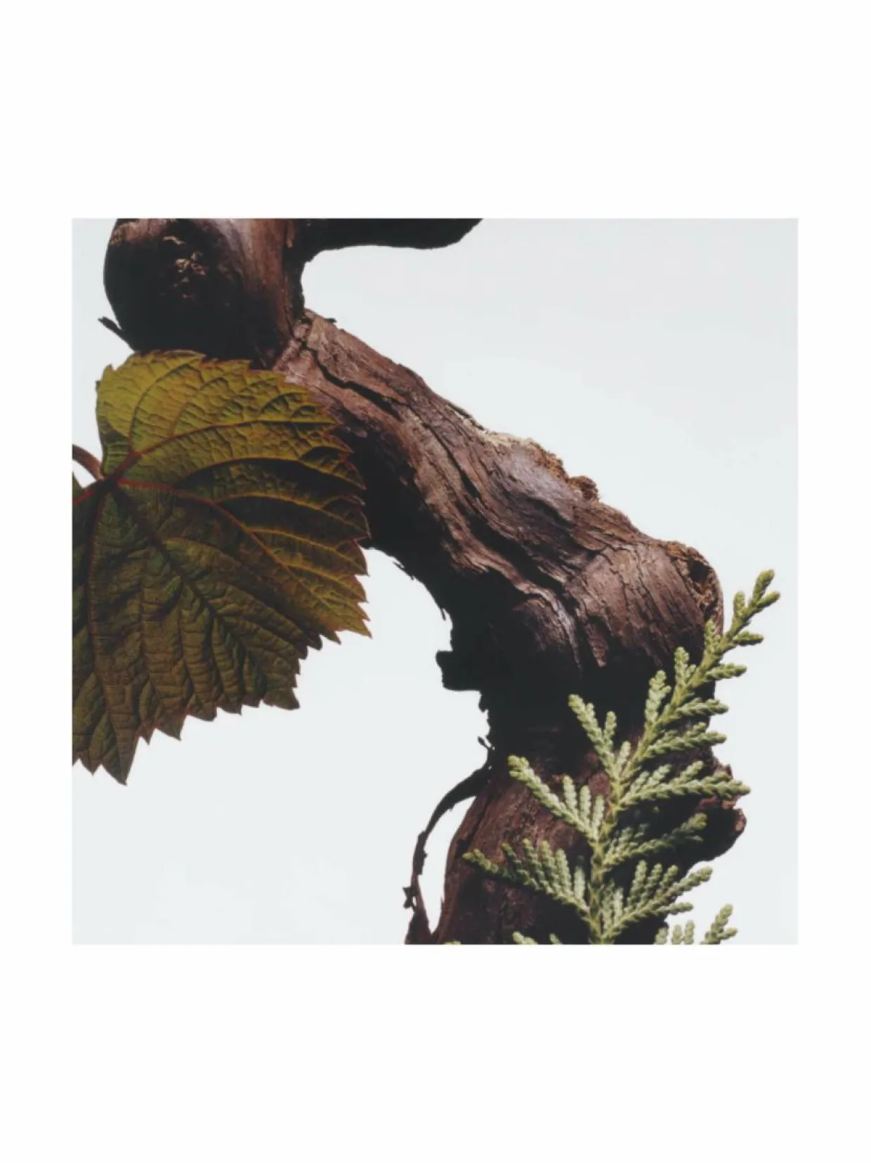 Cypress & Grapevine -tuoksukynttilä 200 g