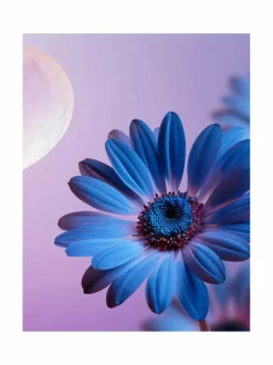 Dream Body Cream -vartalovoide