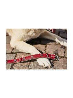 Edelweiss kaulapanta