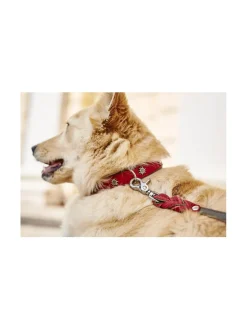 Edelweiss kaulapanta