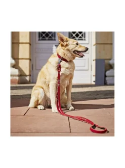 Edelweiss kaulapanta