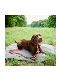 Edelweiss kaulapanta ja talutushihna