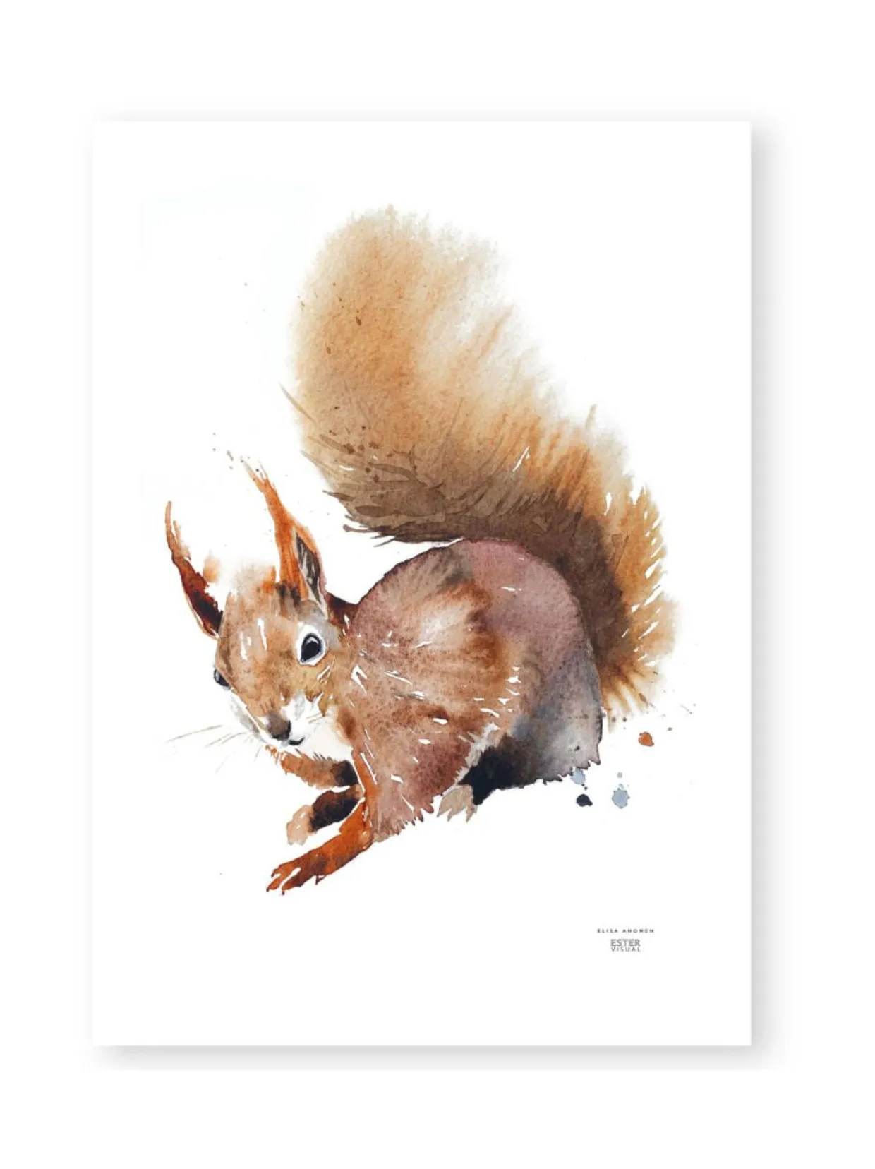 Juliste Orava 50x70 cm