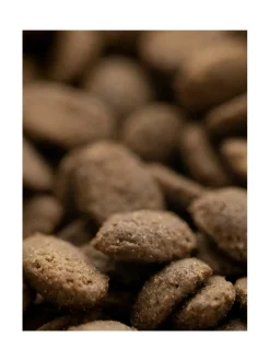 Koiran keraaminen ruokakulhosetti, 2 kulhoa, musta (ylöspäin levenevät kulhot)