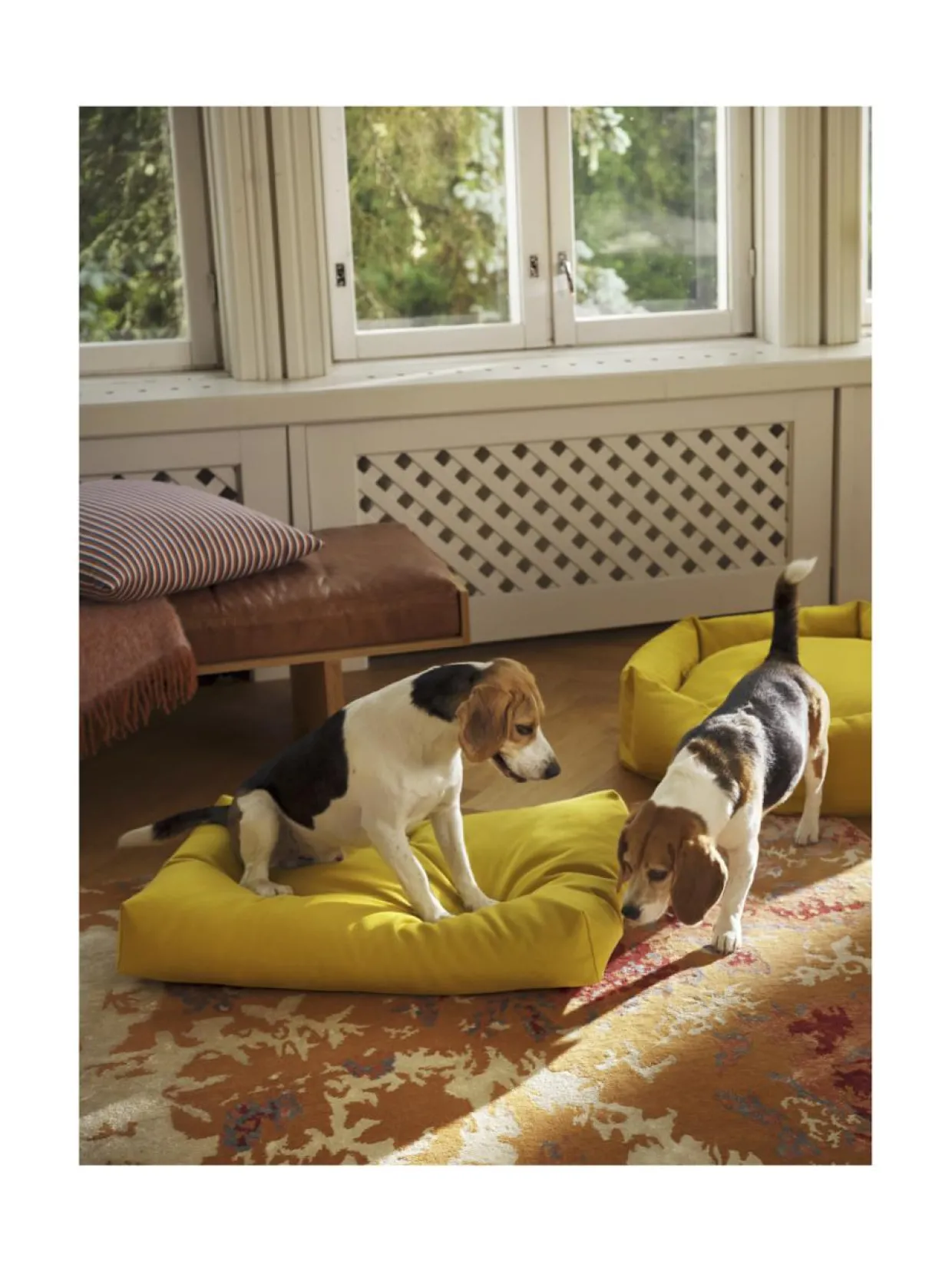 Koiranpeti Oksa Kanto x Kvadrat