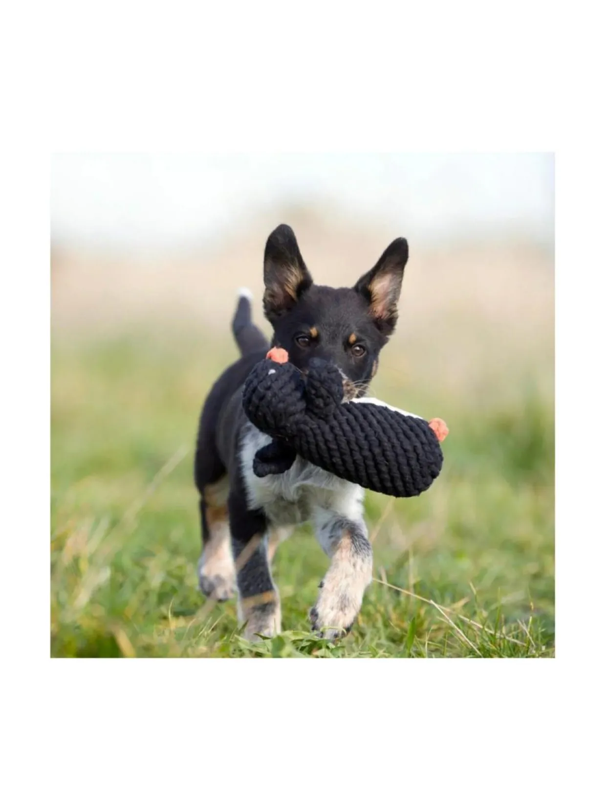 Lelupaketti #4 - Poldi, Kalli, Kurt