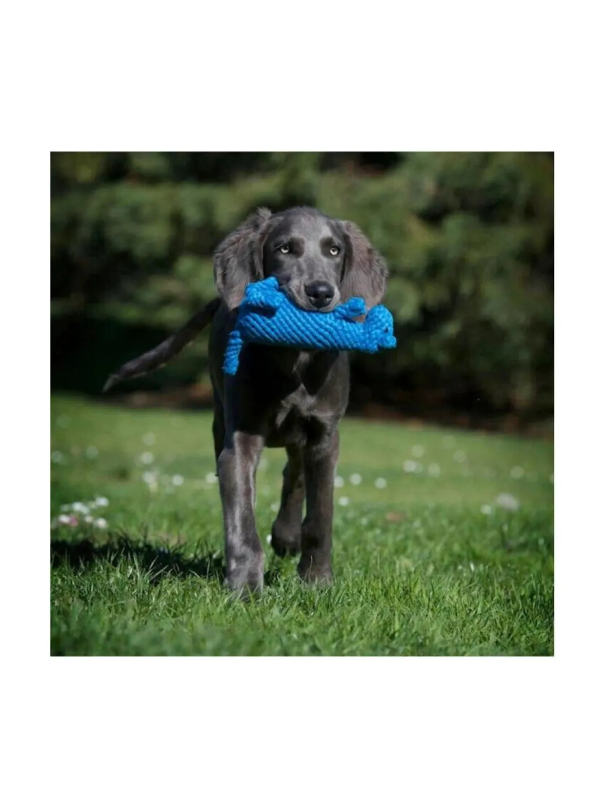 Lelupaketti #4 - Poldi, Kalli, Kurt