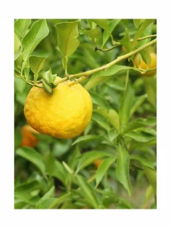 Les Matieres Bois de Yuzu EdT -tuoksu 50 ml