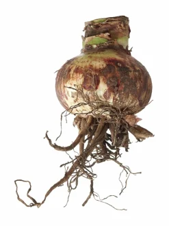 Nymph Amaryllis -kukkasipuli