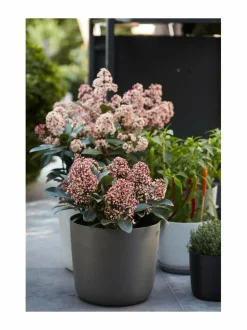 Point-ruukku 25 x 22 cm