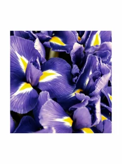 Polo Blue EdP -tuoksu